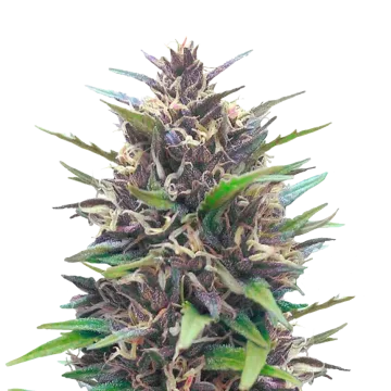 Blueberry CBD cannabis plant