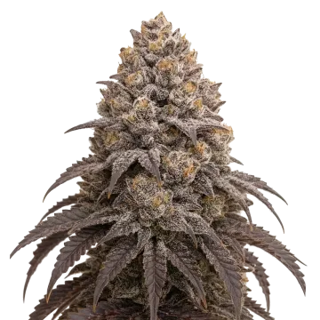 Blueberry Kush cannabis plant