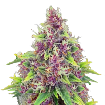 Blueberry