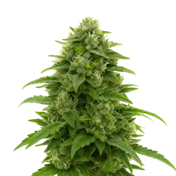 Bruce Banner Auto