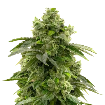 Bruce Banner cannabis plant
