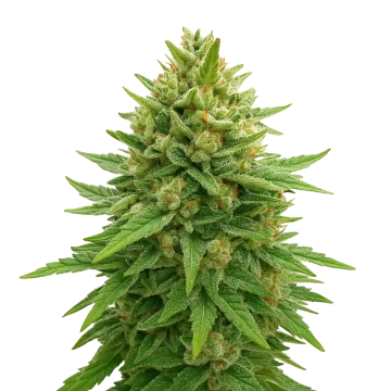 Bubba Kush Auto cannabis plant