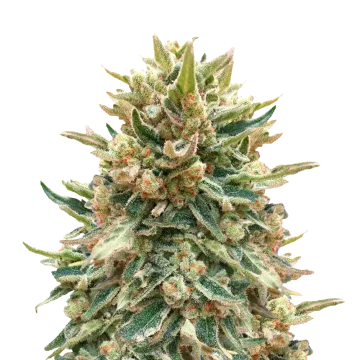 Bubba Kush