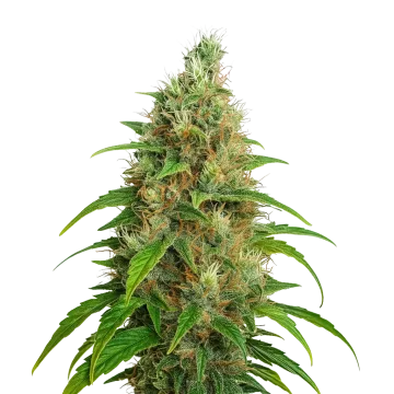 Bubblegum Auto