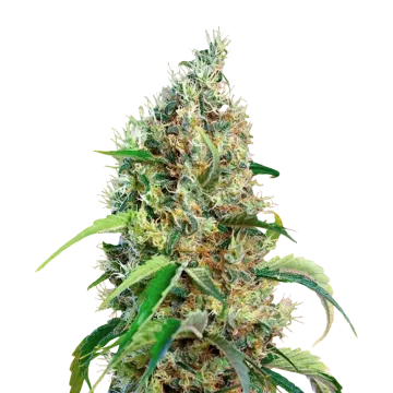 Bubblegum Regular cannabis plant