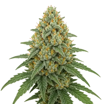 Bubblegum Sherbet Auto cannabis plant