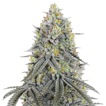 Bubblegum Sherbet cannabis plant