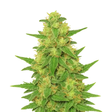 C. Banana Auto