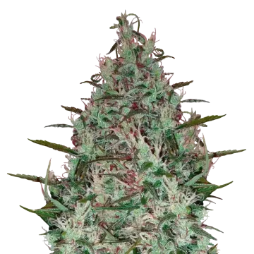 Canadian Haze