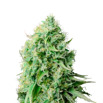Cannatonic cannabis plant
