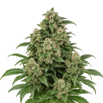 Cap Junky Auto cannabis plant