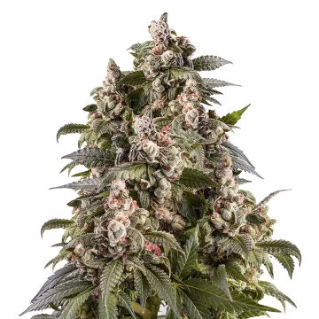 Cap Junky cannabis plant