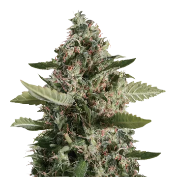 CBD Candida
