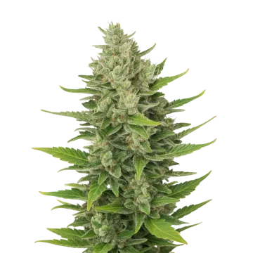CBD Critical Mass Auto cannabis plant