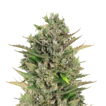 CBD Critical Mass