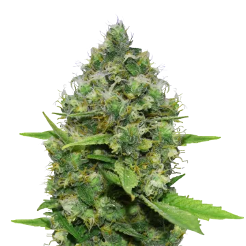 Diesel CBD cannabis plant