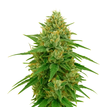 CBD Express Auto