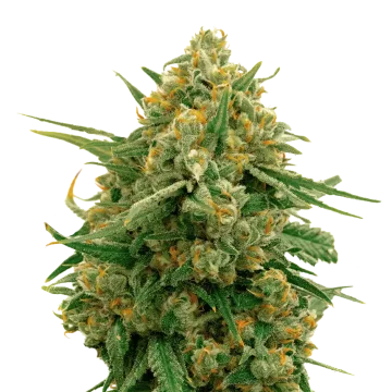 CBD Express cannabis plant
