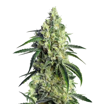 CBD Girl Scout Cookies cannabis plant