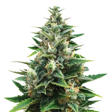 CBD Harle-Tsu cannabis plant
