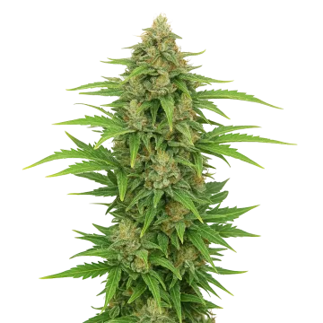 CBD Kush Auto cannabis plant