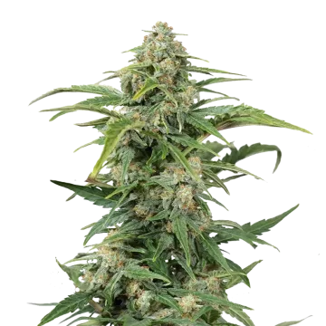 CBD Kush cannabis plant
