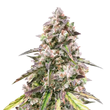 CBD Mango Cannabispflanze