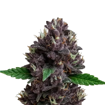 CBD Purple Kush Auto cannabis plant