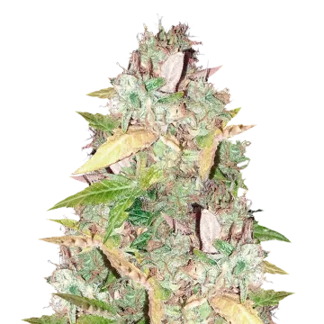 CBD Sugar Cannabispflanze