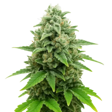 CBD White Widow Auto cannabis plant