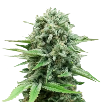 CBD White Widow