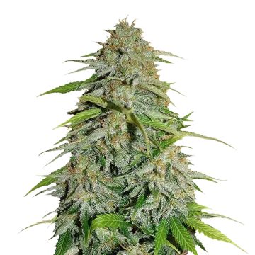 CBD Zenergy