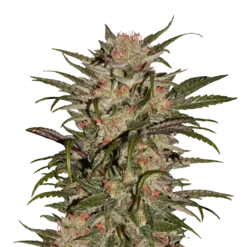CBD Zkittlez cannabis plant