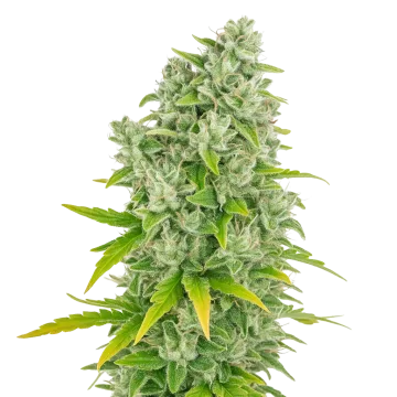 CBG Citrus Nectar Auto cannabis plant