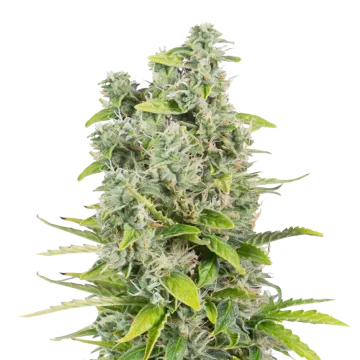 CBG Citrus Nectar cannabis plant