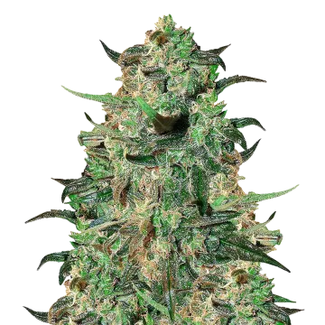 Cement Shoes cannabis plant