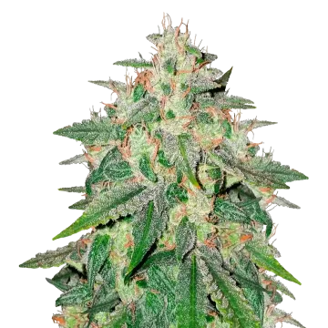 Cereal Milk cannabis plant