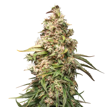 Charlotte's Web Cannabispflanze