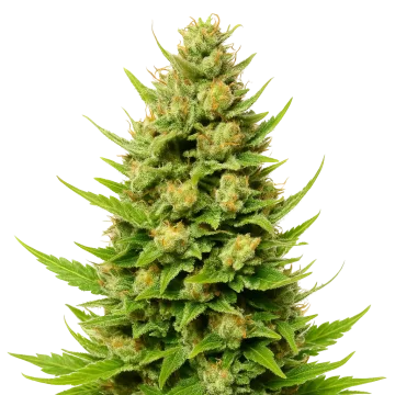 Cheese Auto cannabis plant