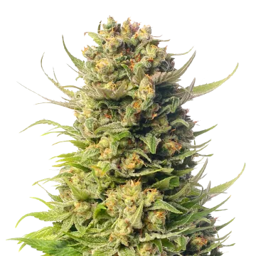 Cheese cannabis plant