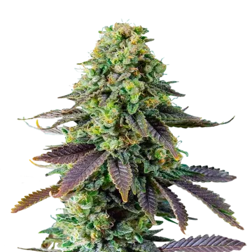 Chemdawg cannabis plant