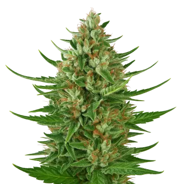 Cherry AK Auto