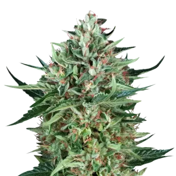 Cherry AK cannabis plant