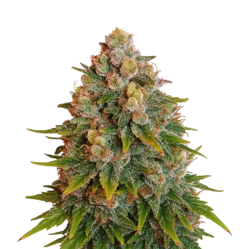 Cherry Pie Auto cannabis plant