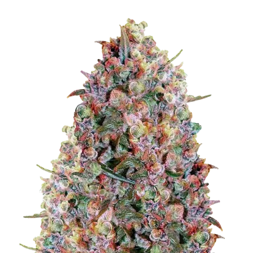 Cherry Pie cannabis plant