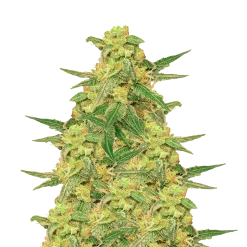 C. Banana cannabis plant