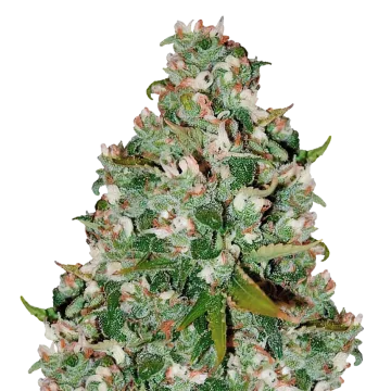 Chocolate Thai
