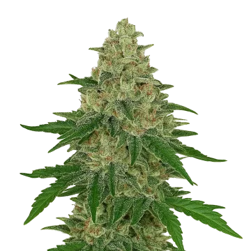 Chocolope Auto