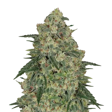 Chocolope Cannabispflanze