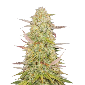 Chronic cannabis plant